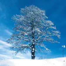 Faggio in abito invernale